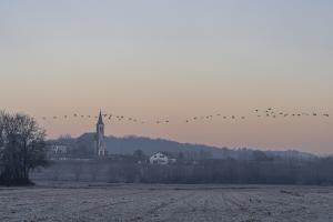 Les barthes de ladour vol de grues