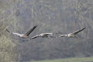 Les barthes de ladour grues cendrées