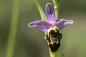 Orchidée Bécasse Lespielle Vic-bilh