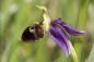 Orchidée Bécasse Lespielle Vic-bilh