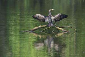 Cormoran qui séche