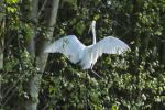 Grande aigrette