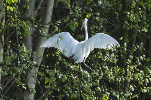 Grande aigrette