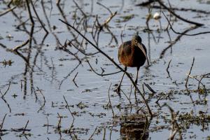 Ibis de passage (2)