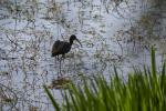 Ibis de passage
