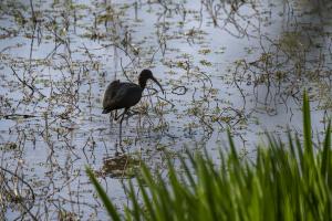 Ibis de passage