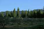 alpilles (24).jpg