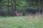 cerf 3.jpg