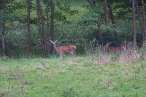 cerf 3.jpg