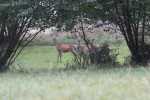 cerf 4.JPG
