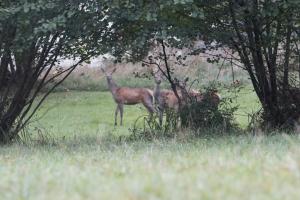 cerf 4.JPG