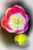 Fleur.jpg
