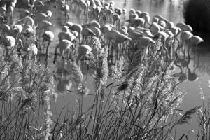 les_flamants-Jean-LASSUS_PIGAT-OI-PAU.jpg