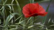 coquelicot.jpg
