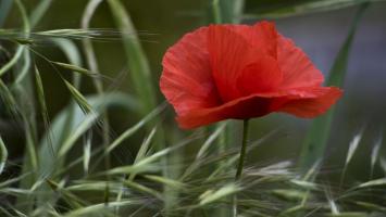 coquelicot.jpg