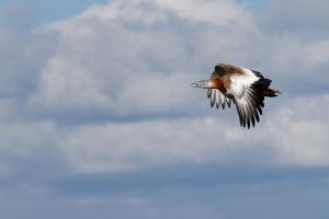A90_2631c 1080 proj..jpg