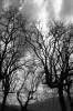 arbre.jpg