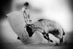 torero3 24x36.jpg
