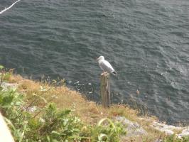 BELLE ILE 016.JPG