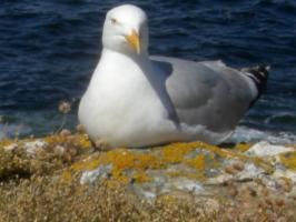 BELLE ILE 040.JPG