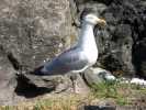 BELLE ILE 045.JPG