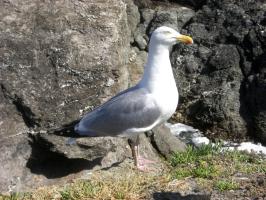BELLE ILE 045.JPG