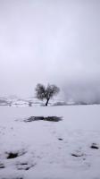 arbre neige minimaliste.jpg
