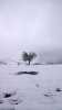 arbre neige minimaliste.jpg
