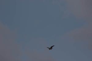 _MG_1733.jpg
