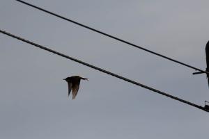 _MG_1810.jpg