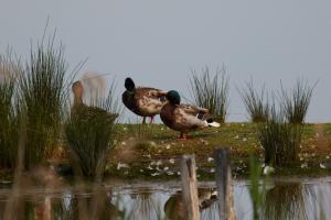Le Teich 021.jpg