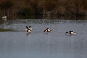 Le Teich 022.jpg