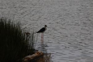 Le Teich 024.jpg
