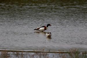 Le Teich 025.jpg