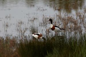Le Teich 026.jpg