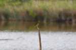 Le Teich 028.jpg