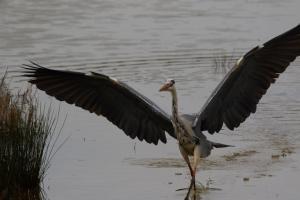 Le Teich 029.jpg