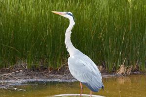 Le Teich 031.jpg
