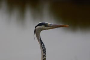 Le Teich 032.jpg