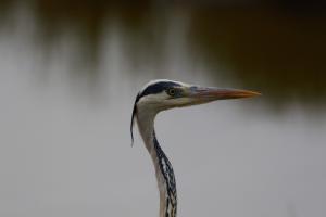 Le Teich 033.jpg