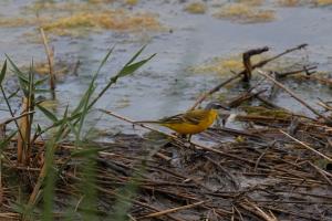 Le Teich 038.jpg