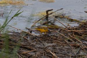 Le Teich 039.jpg