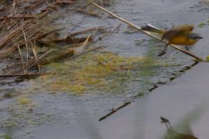 Le Teich 043.jpg