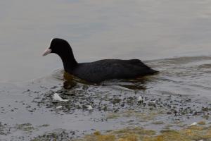 Le Teich 044.jpg