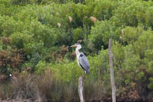 Le Teich 045.jpg