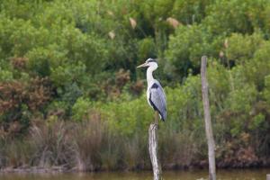 Le Teich 046.jpg