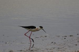 Le Teich 048.jpg
