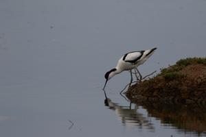 Le Teich 050.jpg