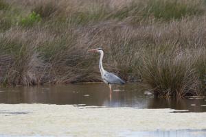 Le Teich 054.jpg