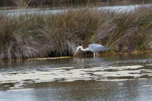 Le Teich 057.jpg